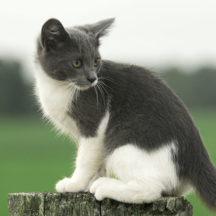 Catawba Animal Clinic in Rock Hill