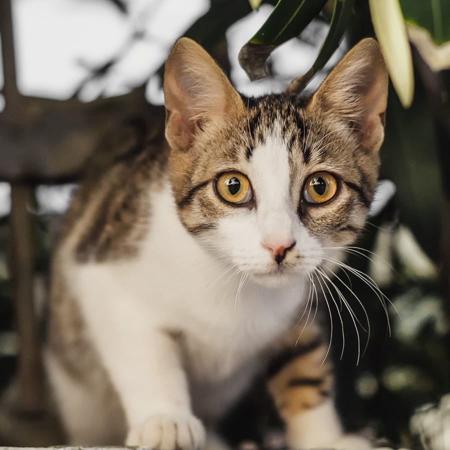 Medical Boarding for Cats & Dogs, Rock Hill Vet