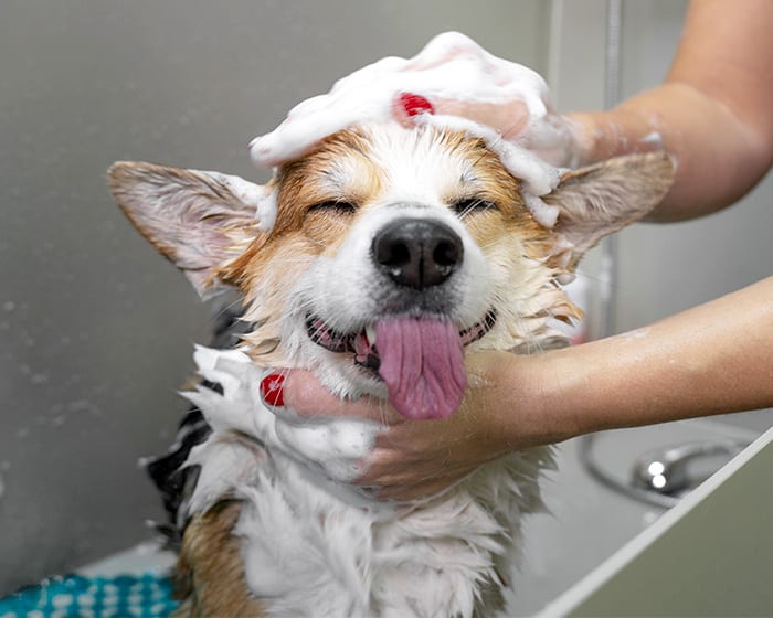 Dog Grooming, Rock Hill Veterinarians