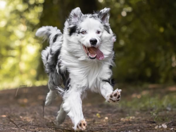 Boarding, Catawba Animal Clinic, Rock Hill