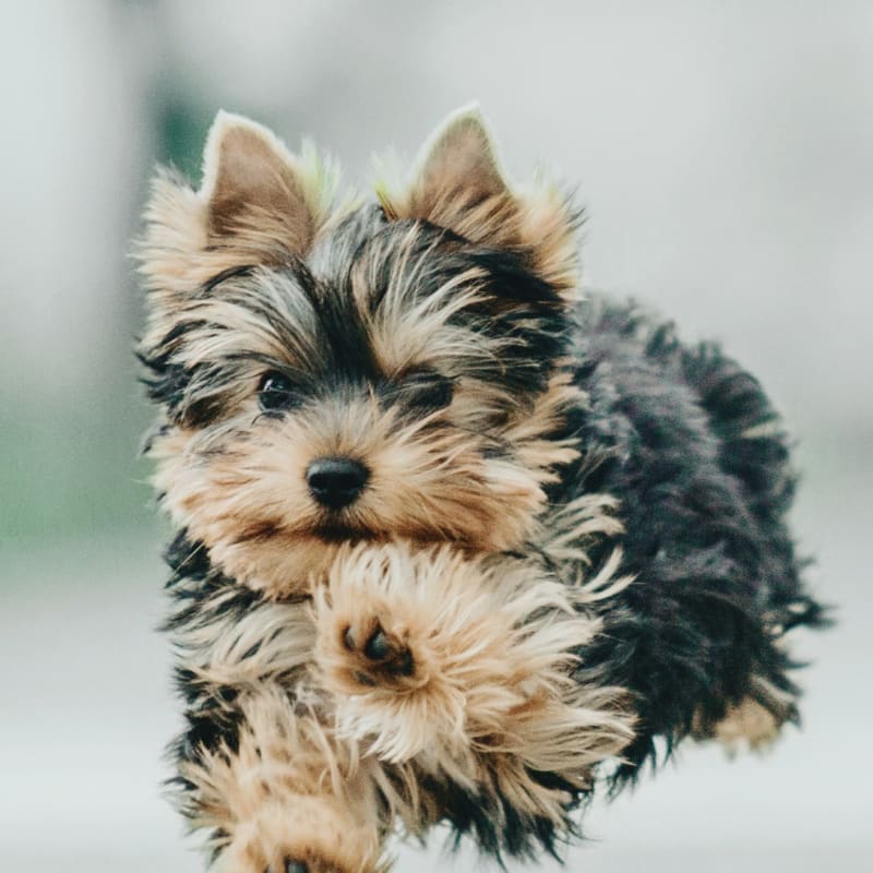 Routine Care, Catawba Animal Clinic, Rock Hill