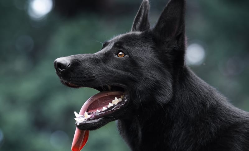 Diagnostics and Lab, Catawba Animal Clinic, Rock Hill