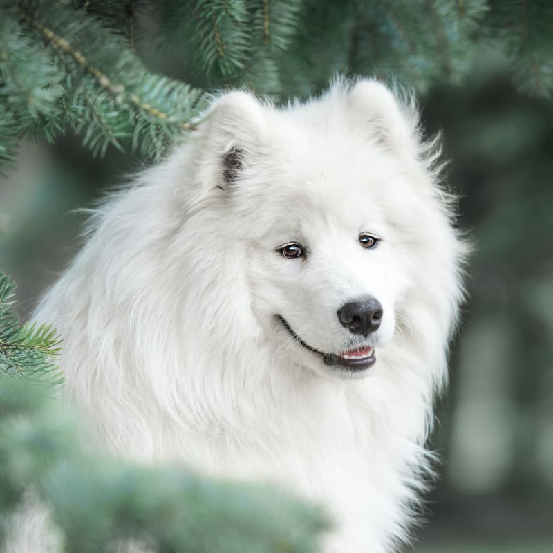 Routine Care, Catawba Animal Clinic, Rock Hill