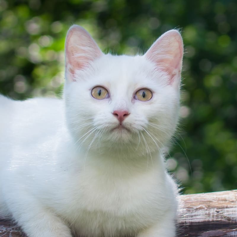 Welcome to Catawba Animal Hospital Rock Hill SC Welcome to Catawba Animal Hospital Rock Hill SC