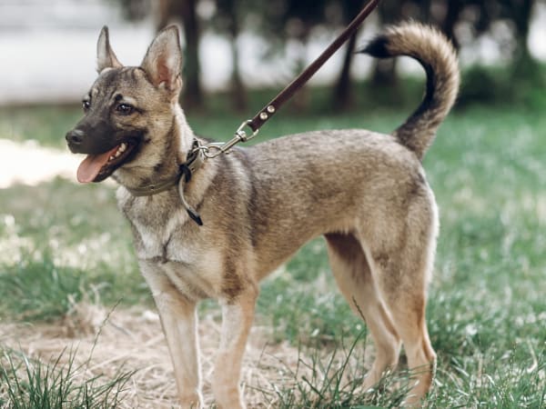 Ear and Skin Care, Catawba Animal Clinic, Rock Hill