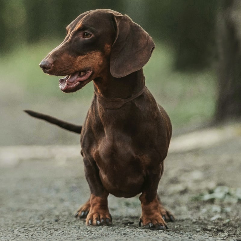 Veterinary Cold Laser Therapy, Rock Hill Veterinarians