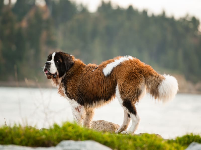 Catawba Animal Clinic, Rock Hill