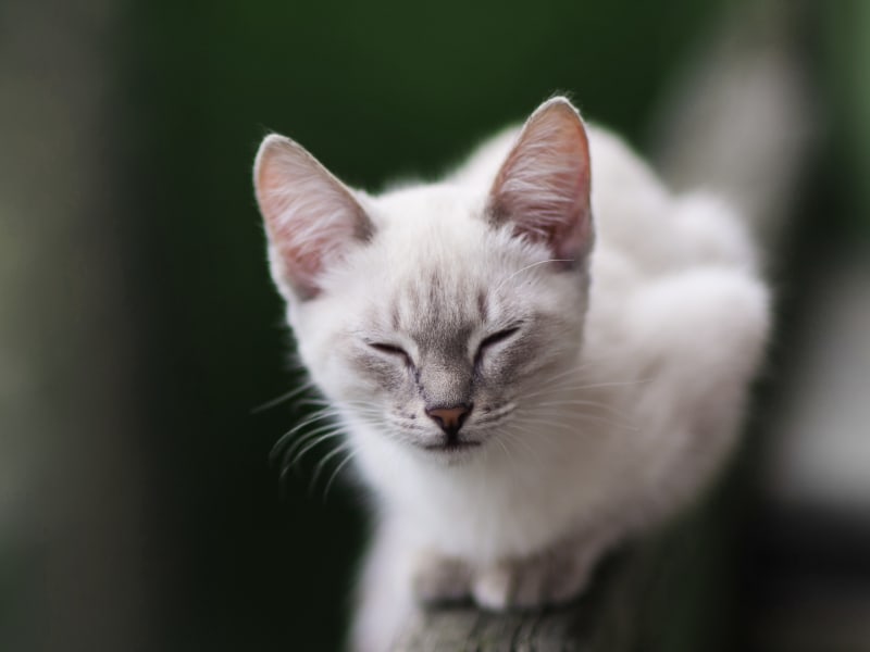 Catawba Animal Clinic, Rock Hill